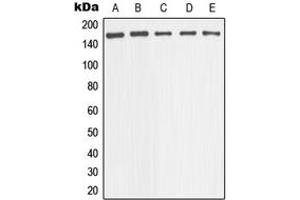 Western blot analysis of nNOS expression in HeLa (A), Raw264. (NOS1 antibody  (Center))