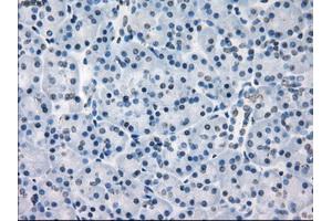 Immunohistochemical staining of paraffin-embedded colon tissue using anti-FCGR2A mouse monoclonal antibody. (FCGR2A antibody)