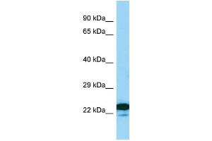 WB Suggested Anti-MREG Antibody Titration: 1.