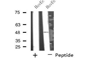 Western blot analysis of extracts from HuvEc cells, using SYT13 antibody.