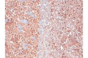 Immunohistochemistry analysis using Mouse Anti-KCNQ4 Monoclonal Antibody, Clone S43-6 . (KCNQ4 antibody  (AA 2-77) (Atto 594))