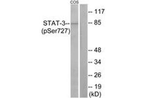 Western blot analysis of extracts from COS7 cells, using STAT3 (Phospho-Ser727) Antibody. (STAT3 antibody  (pSer727))