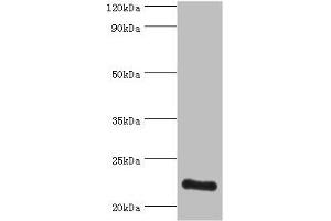 Western blot All lanes: ATP5O antibody at 3 μg/mL + HepG2 whole cell lysate Secondary Goat polyclonal to rabbit IgG at 1/10000 dilution Predicted band size: 23 kDa Observed band size: 23 kDa (ATP5O antibody  (AA 24-213))