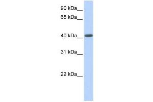 Western Blotting (WB) image for anti-Leucine Rich Repeat Containing 2 (LRRC2) antibody (ABIN2458674) (LRRC2 antibody)