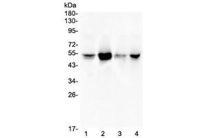 Western blot testing of human 1) A549, 2) Jurkat, 3) HeLa and 4) PANC-1 lysate with RbAp48 antibody at 0. (RBBP4 / RbAp48 / NURF55 antibody)
