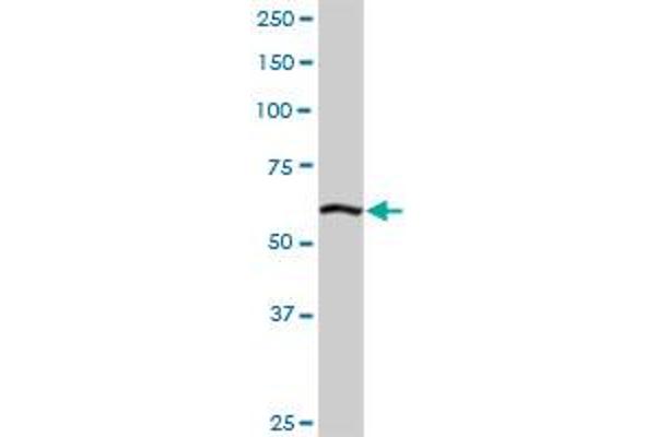 ELAC2 antibody  (AA 1-826)