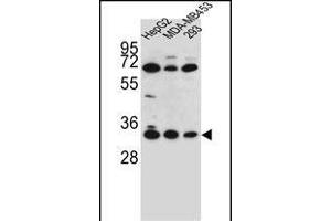 OR2T3 Antibody (C-term) (ABIN655863 and ABIN2845270) western blot analysis in HepG2,MDA-M,293 cell line lysates (35 μg/lane). (OR2T3 antibody  (C-Term))