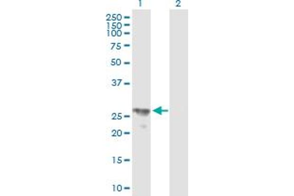 BPHL antibody  (AA 1-274)