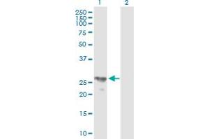 Western Blot analysis of BPHL expression in transfected 293T cell line by BPHL MaxPab polyclonal antibody.