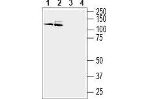 Western blot analysis of mouse (lanes 1 and 3) and rat (lanes 2 and 4) brain membranes: - 1,2. (ATP2B3 antibody  (Intracellular))