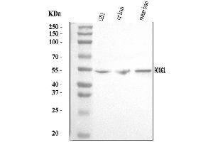 Western blot analysis of FOXG1 using anti-FOXG1 antibody (ABIN7603216).