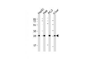 All lanes : Anti-PS Antibody at 1:4000 dilution Lane 1: HepG2 whole cell lysate Lane 2: Hela whole cell lysate Lane 3: PC-3 whole cell lysate Lane 4: human liver lysate Lysates/proteins at 20 μg per lane. (PSMA5 antibody  (AA 1-241))