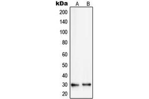Western blot analysis of RPS8 expression in HepG2 (A), A431 (B) whole cell lysates.