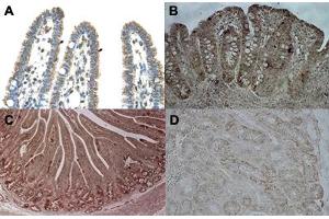 Immunohistochemical staining (Formalin-fixed paraffin-embedded sections) of human intestine (A), pig ileum (B), pig duodenum (C) and pig kidney (D) with CPS1 polyclonal antibody . (CPS1 antibody  (Internal Region))