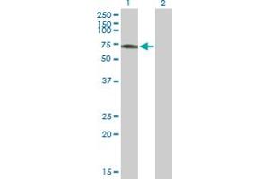 Western Blot analysis of RSL1D1 expression in transfected 293T cell line by RSL1D1 MaxPab polyclonal antibody. (RSL1D1 antibody  (AA 1-490))