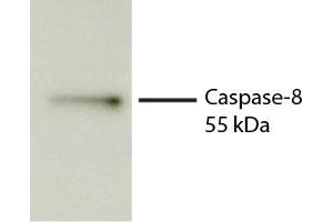 Total cell lysates from Jurkat cells were incubated with STS, resolved by electrophoresis, transferred to PVDF membrane, and probed with Rat Anti-Human Caspase-8-UNLB secondary antibody and chemiluminescent detection. (Caspase 8 antibody)