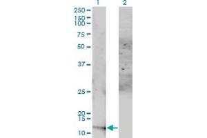 Western Blot analysis of ACYP1 expression in transfected 293T cell line by ACYP1 monoclonal antibody (M01), clone 1B2-3A2.