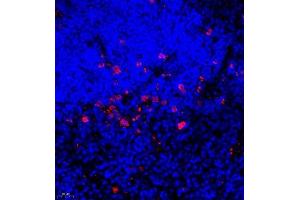 Immunofluorescence (Paraffin-embedded Sections) (IF (p)) image for anti-Ubiquitin Protein Ligase E3A (ube3a) antibody (ABIN7076105)