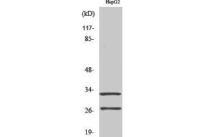 Western Blot analysis of various cells using Cleaved-Cathepsin G (I21) Polyclonal Antibody.