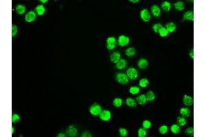 Image no. 2 for anti-Neurogenin 1 (NEUROG1) antibody (ABIN1499700) (Neurogenin 1 antibody)