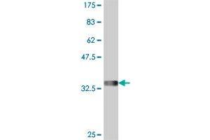 Western Blot detection against Immunogen (34. (CHODL antibody  (AA 23-94))