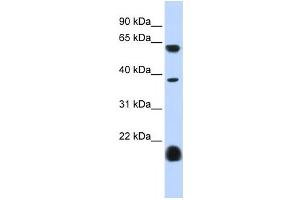 Western Blotting (WB) image for anti-Serotonin Receptor 3E (HTR3E) antibody (ABIN2458154) (HTR3E antibody)