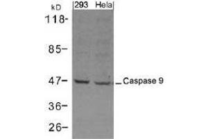 Western blot analysis of extracts from 293 and Hela cells using Caspase 9. (Caspase 9 antibody  (AA 301-305))