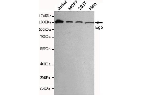 KIF11 antibody
