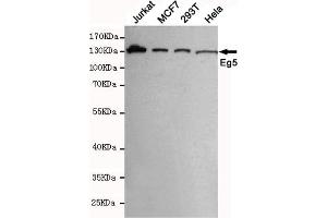 Western blot detection of Eg5 in MCF7,293T,Jurkat and Hela cell lysates using Eg5 mouse mAb (1:1000 diluted). (KIF11 antibody)