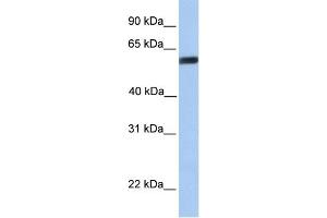 Western Blotting (WB) image for anti-Yes-Associated Protein 1 (YAP1) (C-Term) antibody (ABIN2784221)