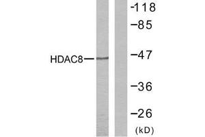 Western blot analysis of the extracts from NIH/3T3 cells using HDAC8 (Ab-39) antibody (E021143). (HDAC8 antibody)