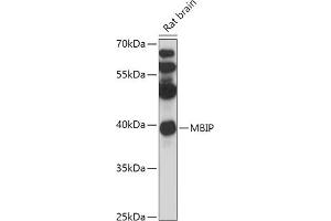 Western blot analysis of extracts of Rat brain, using MBIP antibody (ABIN7268400) at 1:1000 dilution. (MBIP antibody  (AA 1-344))