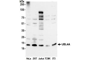 anti-Ubiquitin-Like 4A (UBL4A) (AA 25-75) antibody