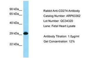 Image no. 1 for anti-CD274 (PD-L1) (C-Term) antibody (ABIN6749975) (PD-L1 antibody  (C-Term))