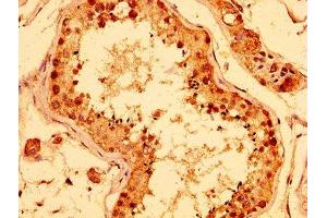 IHC image of ABIN7142343 diluted at 1:400 and staining in paraffin-embedded human testis tissue performed on a Leica BondTM system. (ERI1 antibody  (AA 2-66))