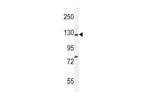 Kif5C-2 Antibody (ABIN655993 and ABIN2845375) western blot analysis in mouse brain tissue lysates (35 μg/lane). (KIF5C antibody)