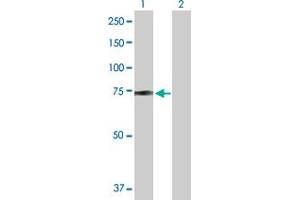 Western Blot analysis of ZBED5 expression in transfected 293T cell line by ZBED5 MaxPab polyclonal antibody. (ZBED5 antibody  (AA 1-693))