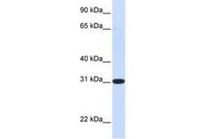Image no. 1 for anti-Phenazine Biosynthesis-Like Protein Domain Containing 1 (PBLD1) (N-Term) antibody (ABIN6741384) (PBLD1 antibody  (N-Term))