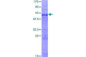 ADP-Ribosylation Factor-Like 10 (ARL10) (AA 1-276) protein (GST tag)