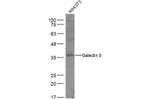 NIH/3T3 lysates probed with Galectin 9 Polyclonal Antibody, Unconjugated  at 1:500 dilution and 4˚C overnight incubation. (Galectin 9 antibody  (AA 51-150))