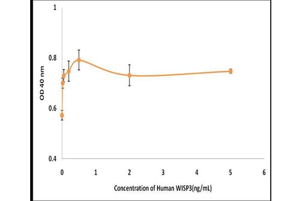 WISP3 Protein