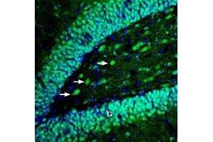 Expression of EphB4 in rat hippocampus - Immunohistochemical staining of perfusion-fixed frozen rat brain sections with Anti-EphB4 (extracellular) Antibody (ABIN7043127, ABIN7044253 and ABIN7044254), (1:100), followed by goat anti-rabbit-AlexaFluor-488. (EPH Receptor B4 antibody  (Extracellular, N-Term))