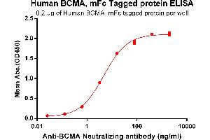 ELISA plate pre-coated by 2 μg/mL (100 μL/well) Human BCMA, mFc tagged protein (ABIN6961108) can bind Anti-BCMA Neutralizing antibody in a linear range of 0. (BCMA Protein (mFc Tag))