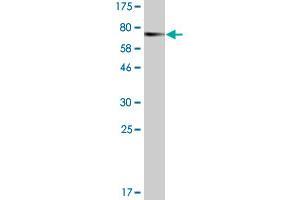 Western Blot detection against Immunogen (74. (BAG5 antibody  (AA 1-447))