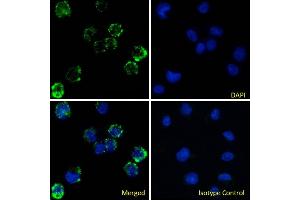 Immunofluorescence staining of fixed U937 cells with anti-Fc gamma receptor III antibody 3G8. (Recombinant CD16 antibody)