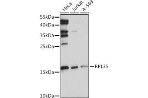 Western blot analysis of extracts of various cell lines, using RPL35 Rabbit pAb (ABIN7270004) at 1:1000 dilution.