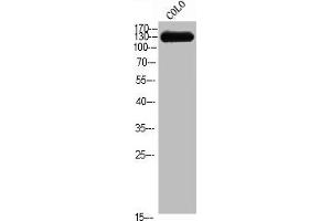 Western Blot analysis of COLO cells using CEP135 Polyclonal Antibody