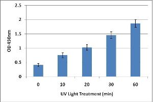 DNA Damage Induced by UV Light. (UV-Induced DNA Damage ELISA Kit)