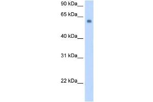 SLC1A4 antibody used at 0. (SLC1A4 antibody)