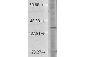 Western Blot analysis of Human Cell lysates showing detection of Rhodopsin protein using Mouse Anti-Rhodopsin Monoclonal Antibody, Clone 1D4 .